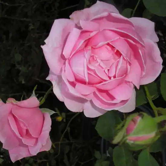 Trandafiri hibrizi Tea - Trandafiri - Madame Caroline Testout - 